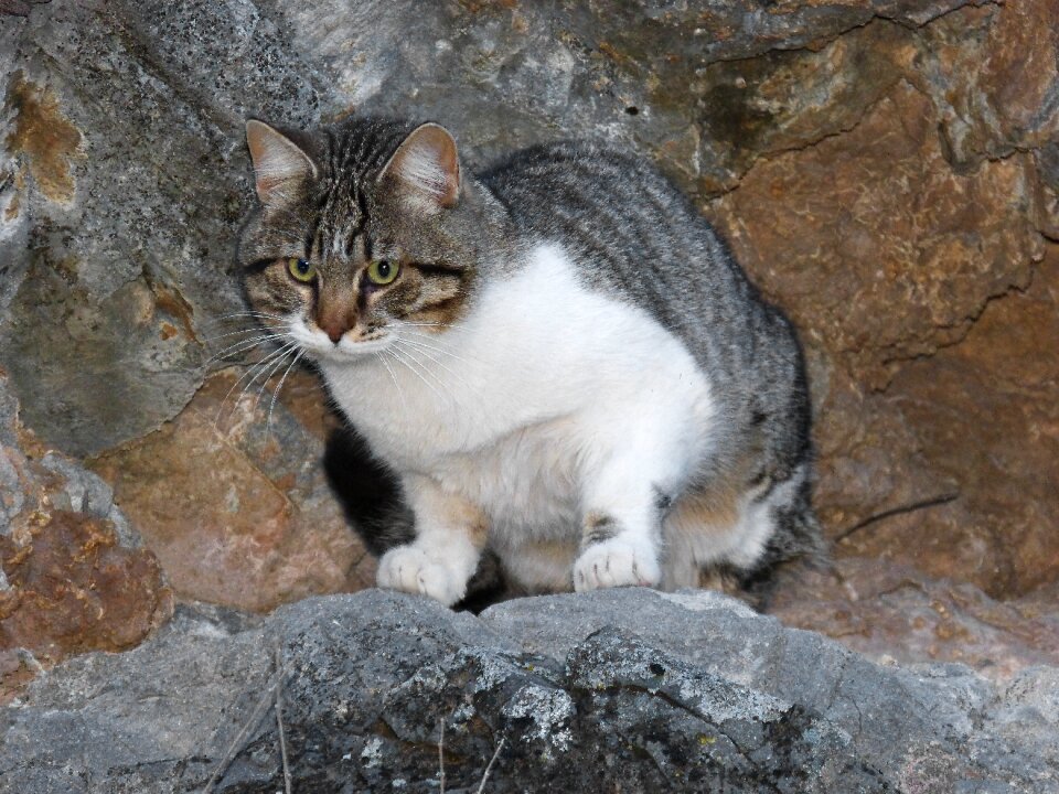 Animalia nice mammalia
