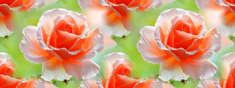 Leaf color rose