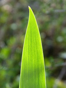 Green nature plant