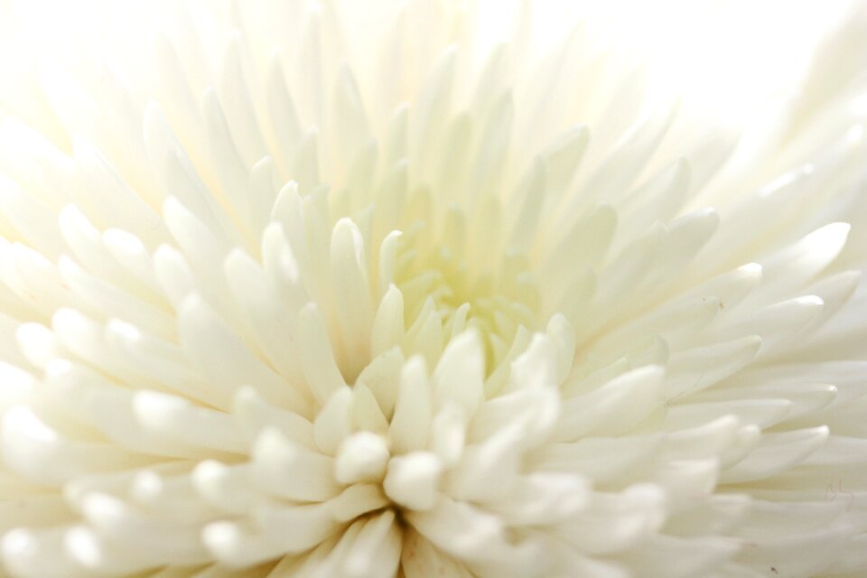 Flower plant krupnyj plan