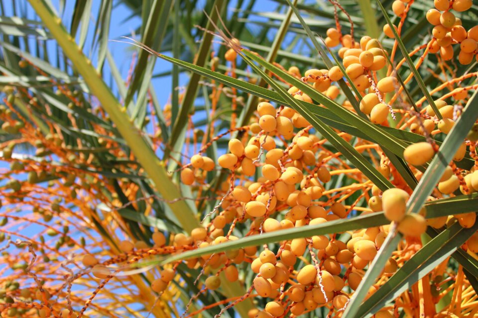 Plant tree kumquats