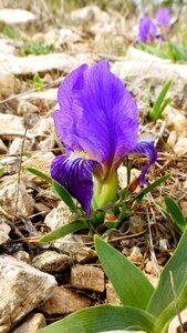 Leaf outdoor violet photo