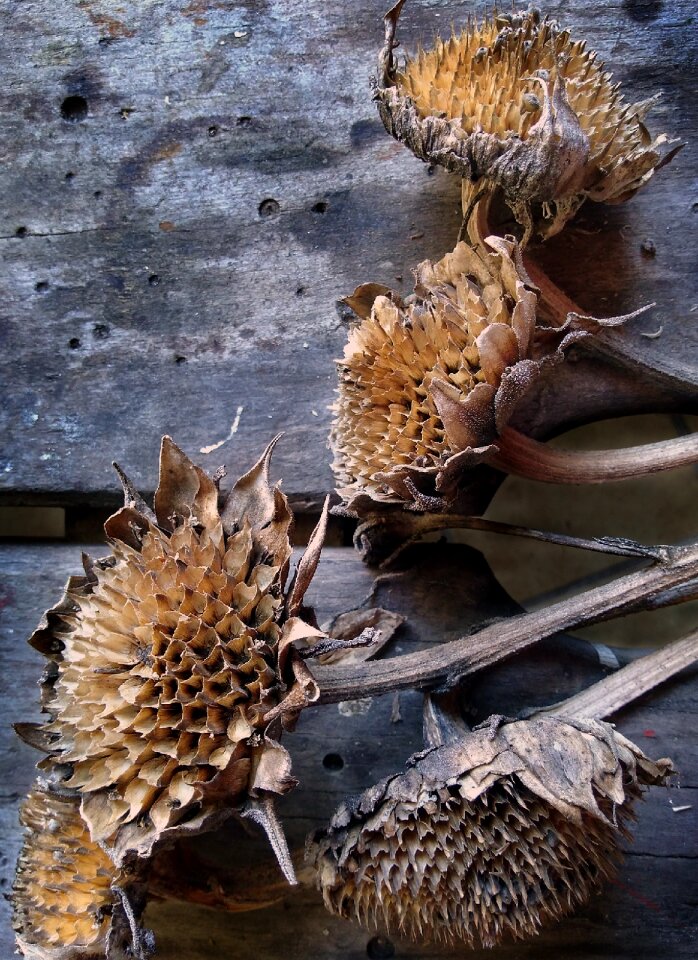 Wood flower sunflower