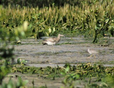 Nature swamp shorebird