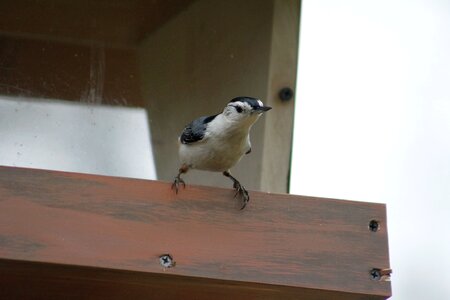 Outdoors nuthatch