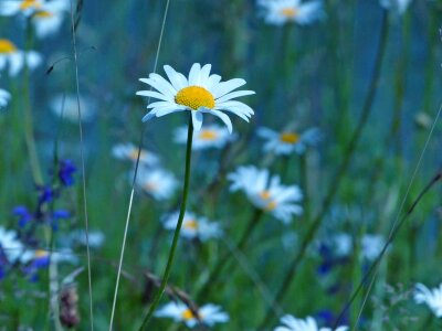 Summer meadow wild flower