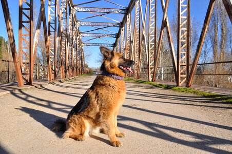 Nature dog german shepherd dog