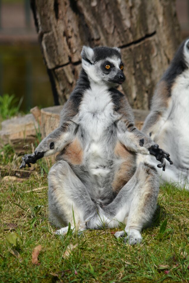 Mammal cute animal world