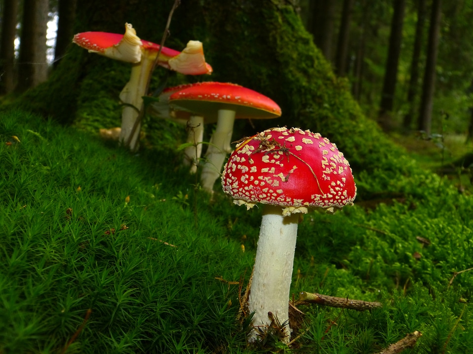 Red fly agaric mushroom toxic spotted photo