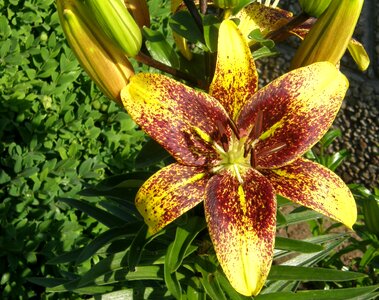 Summer lily fragrance lily photo