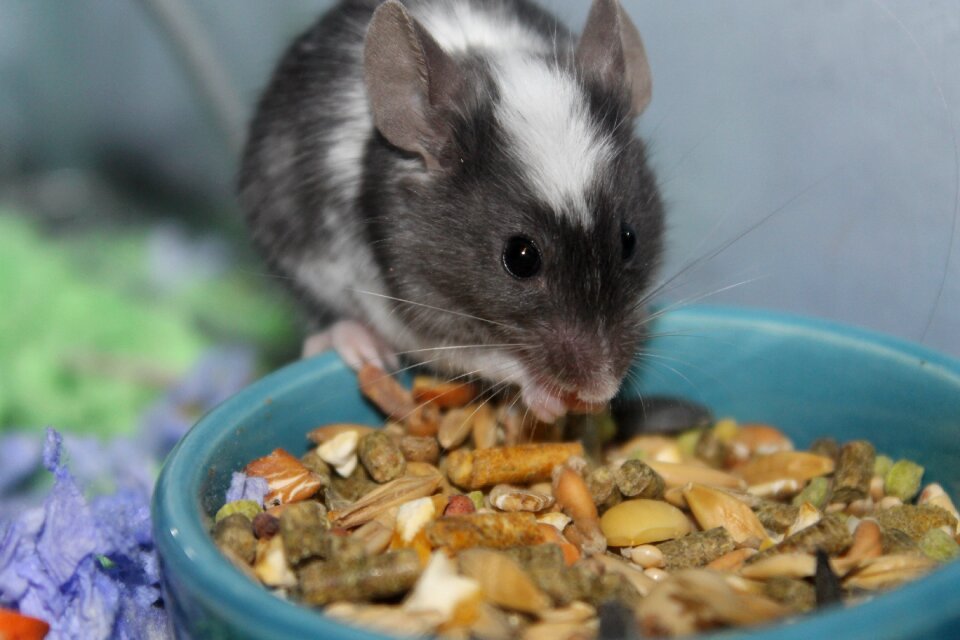 Mice eating cute