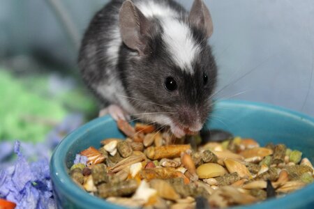 Mice eating cute photo