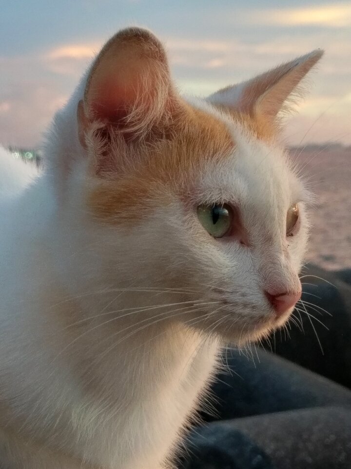Animal cat portrait