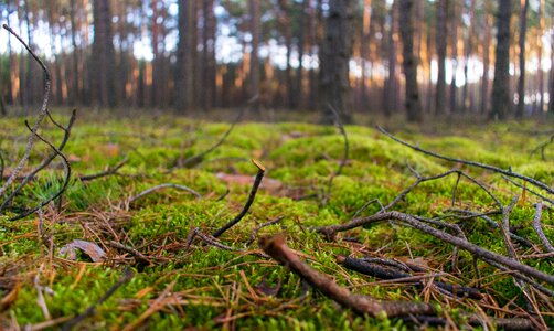 Landscape lawn plant photo