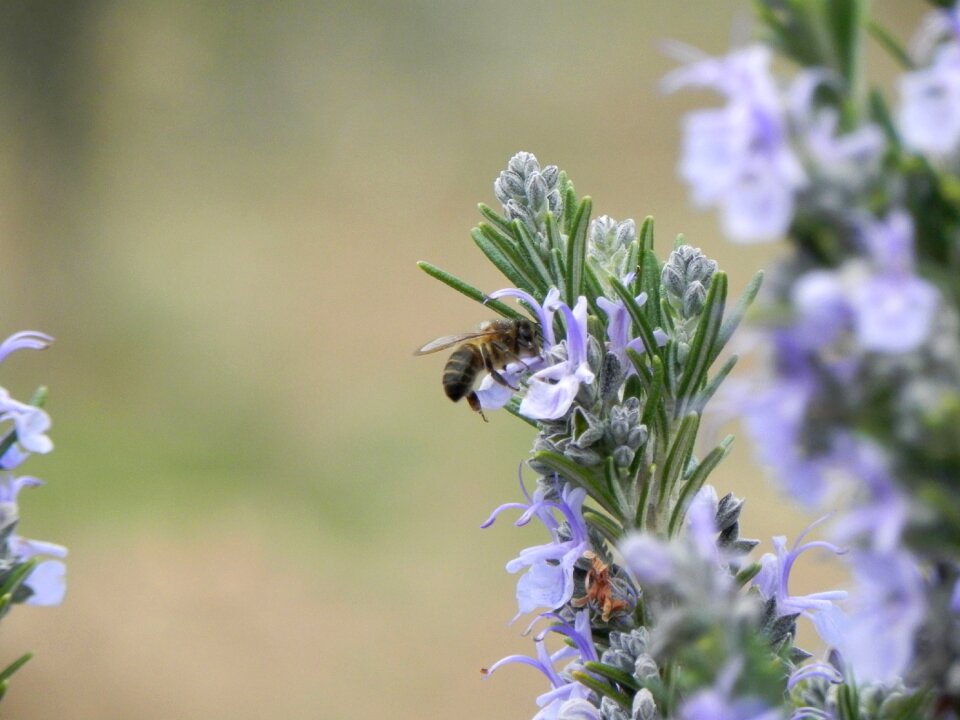 Summer outdoors bee