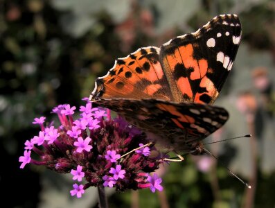 Outdoors invertebrate wing