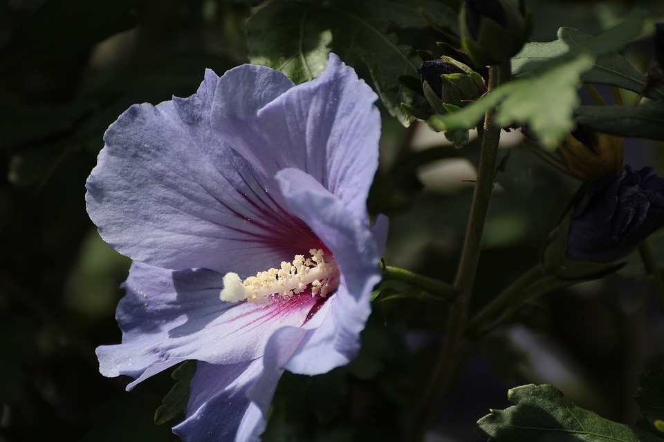 Blossom bloom light purple