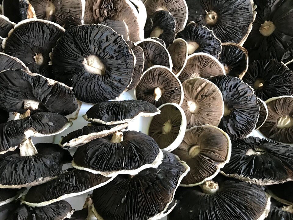 Mushroom desktop gray group