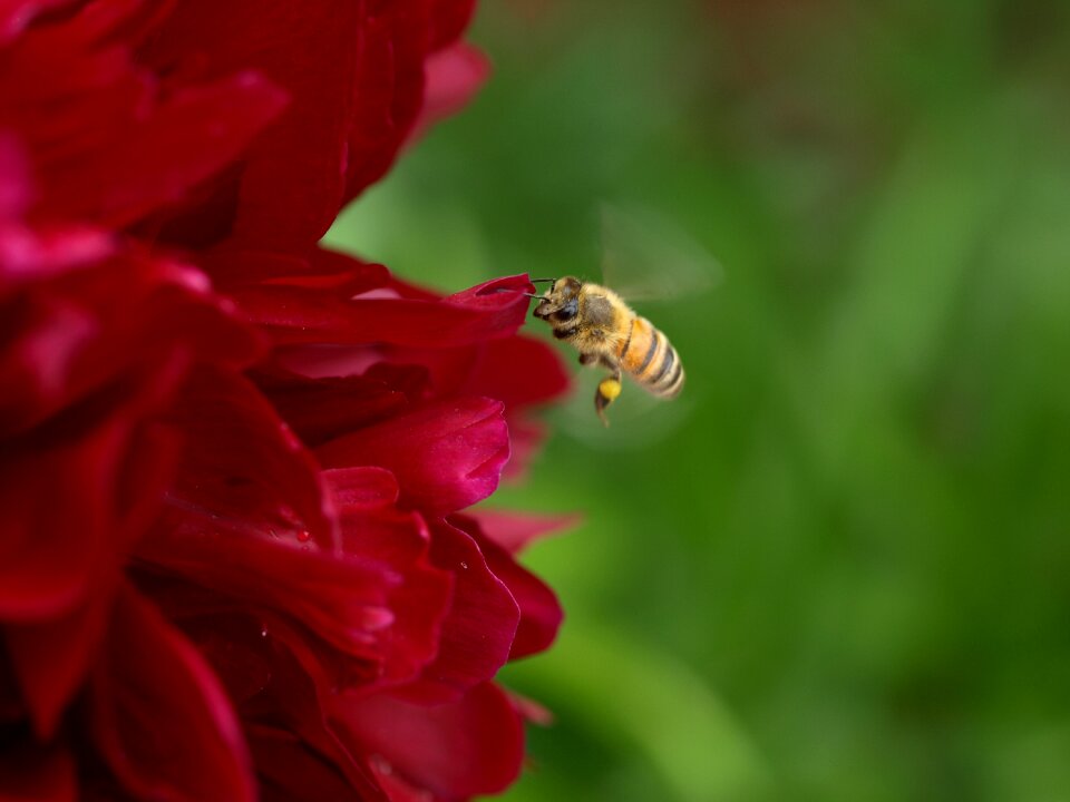 Flora insect bee