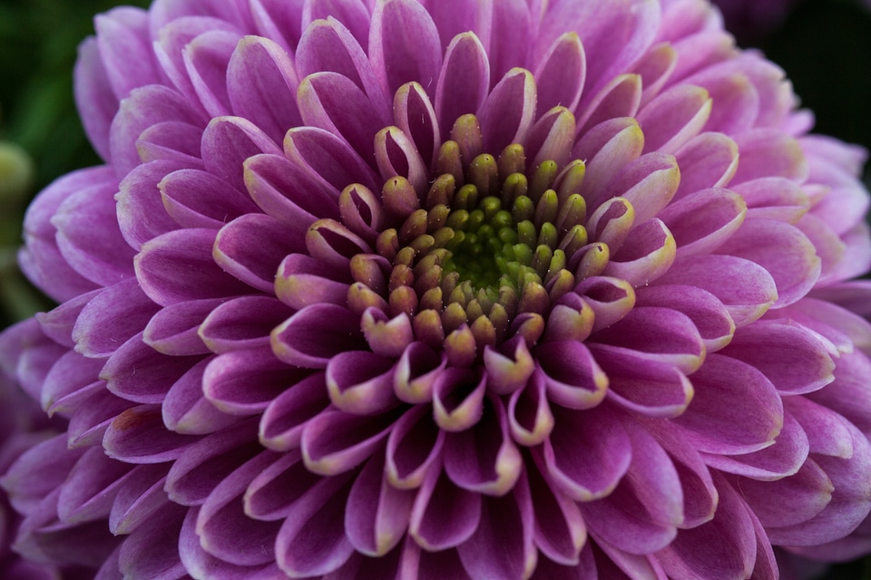 Autumn aster santini aster