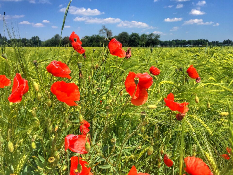 Meadow poppy nature