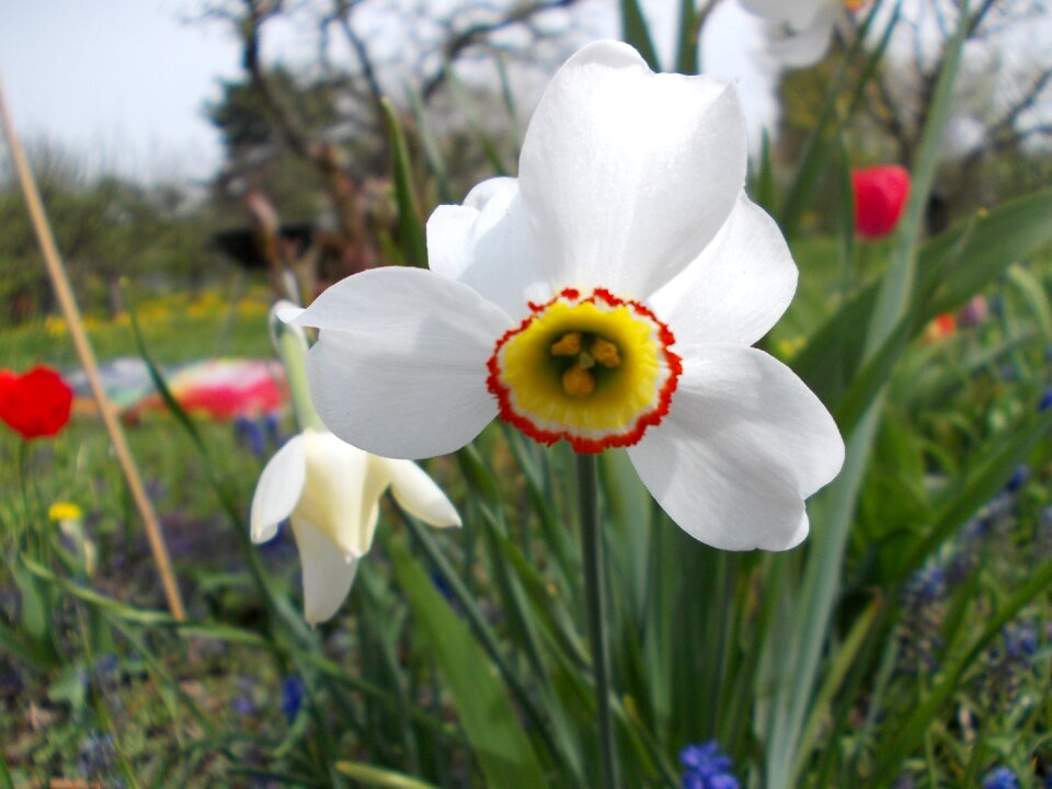 Spring daffodil Free photos