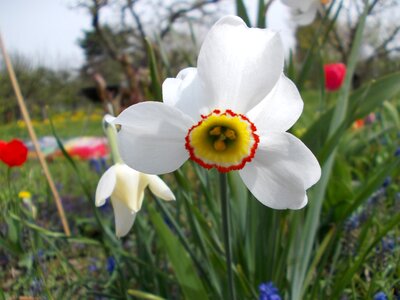 Spring daffodil Free photos photo