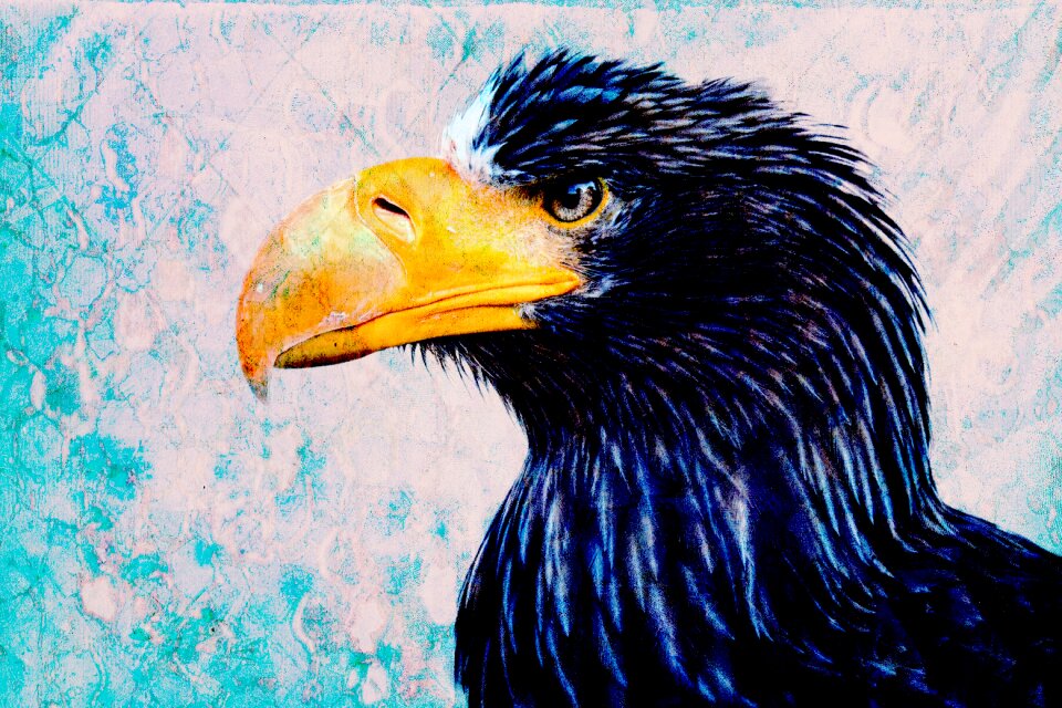 Nature animal eagle