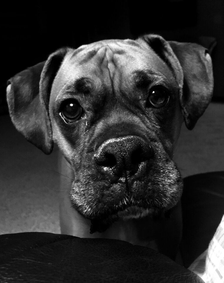 Mammal puppy boxer