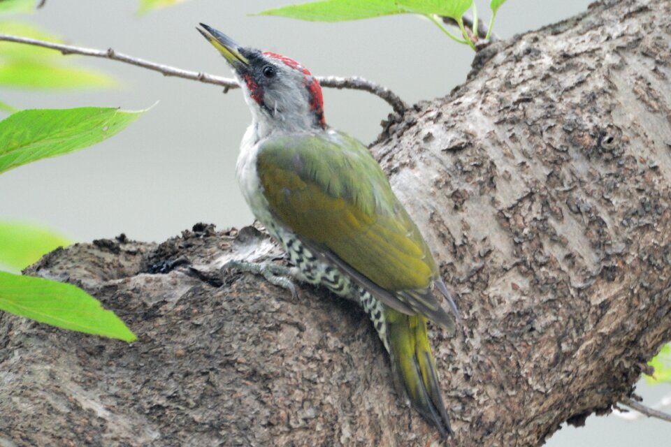 Animal outdoors woodpecker