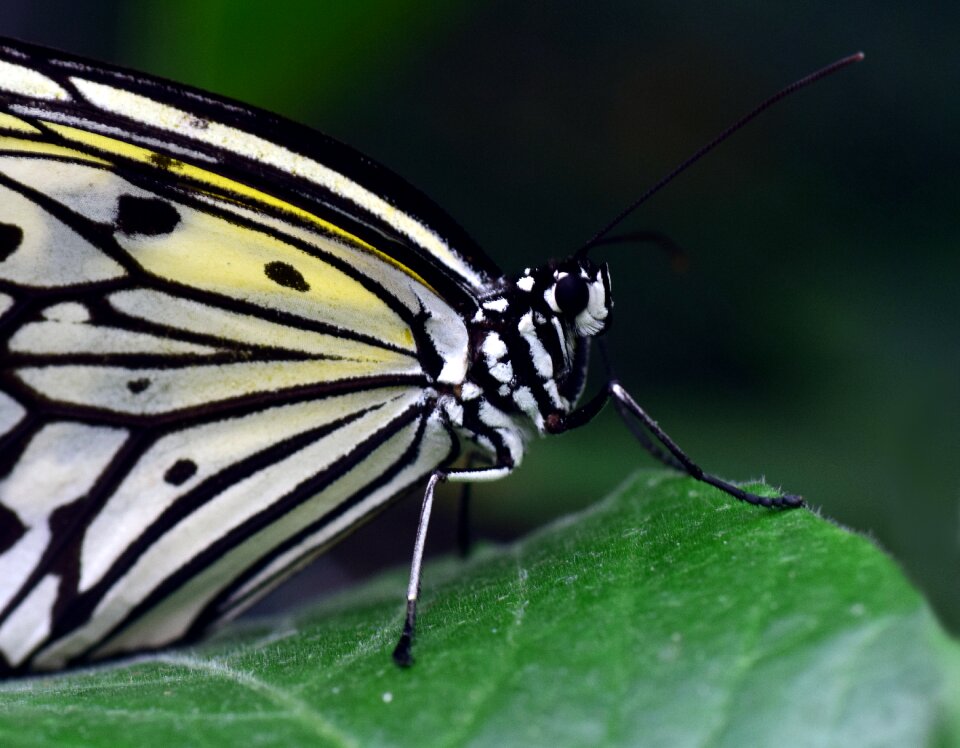 White white black insect
