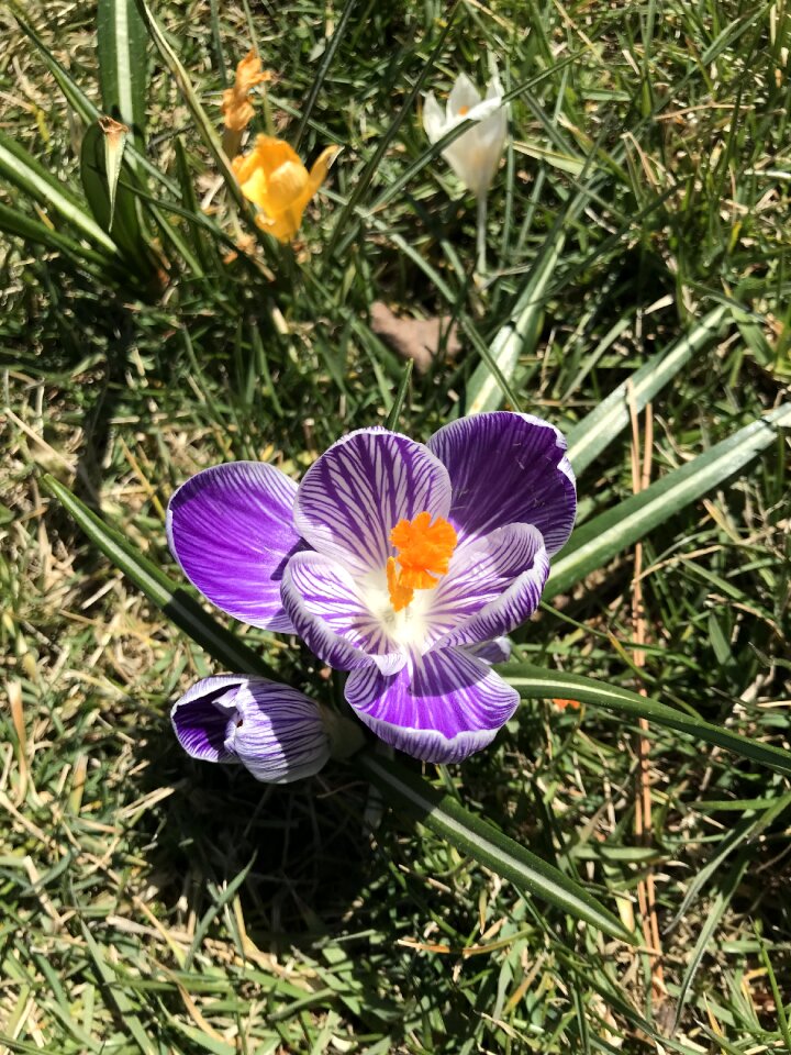 Nature plant garden photo