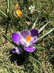 Nature plant garden