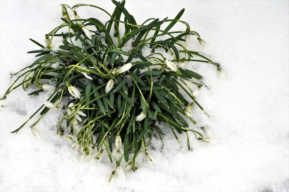 Snowy in the snow snowdrop