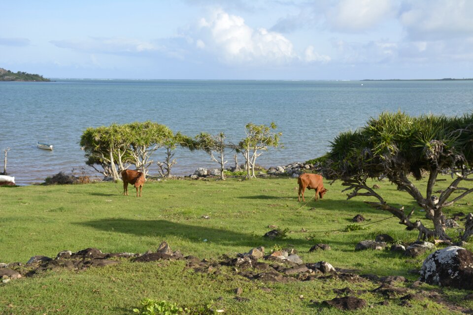 Landscape summer island