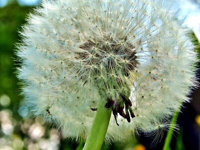 Fluffy seeds flower photo