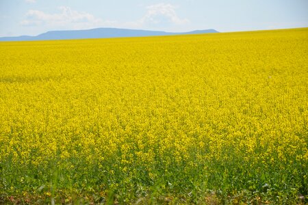Agriculture landscape crop photo