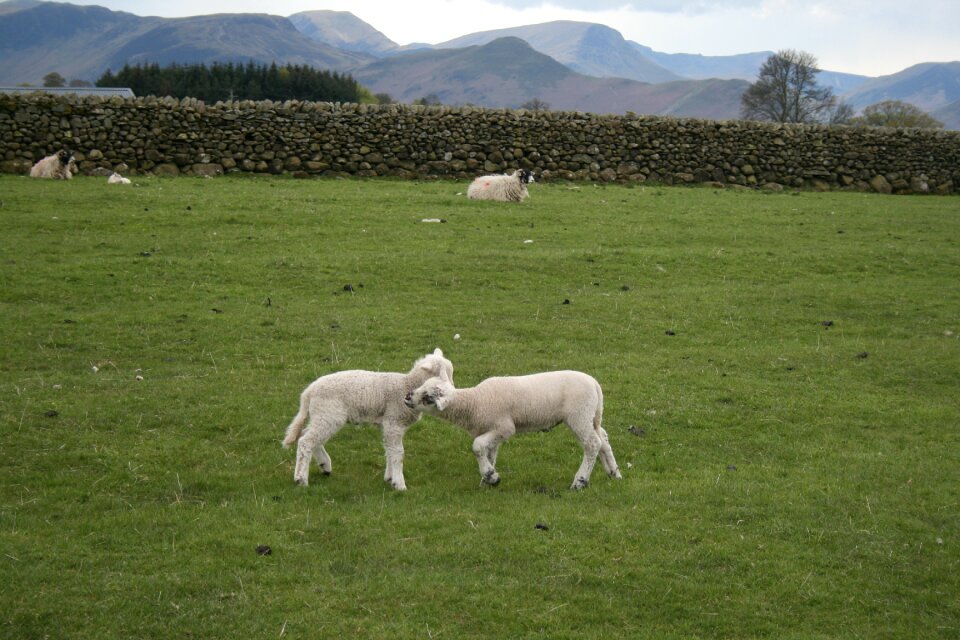 Hayfield agriculture