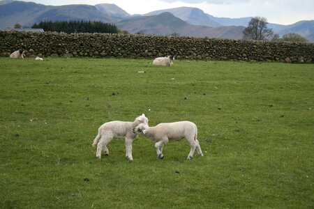 Hayfield agriculture