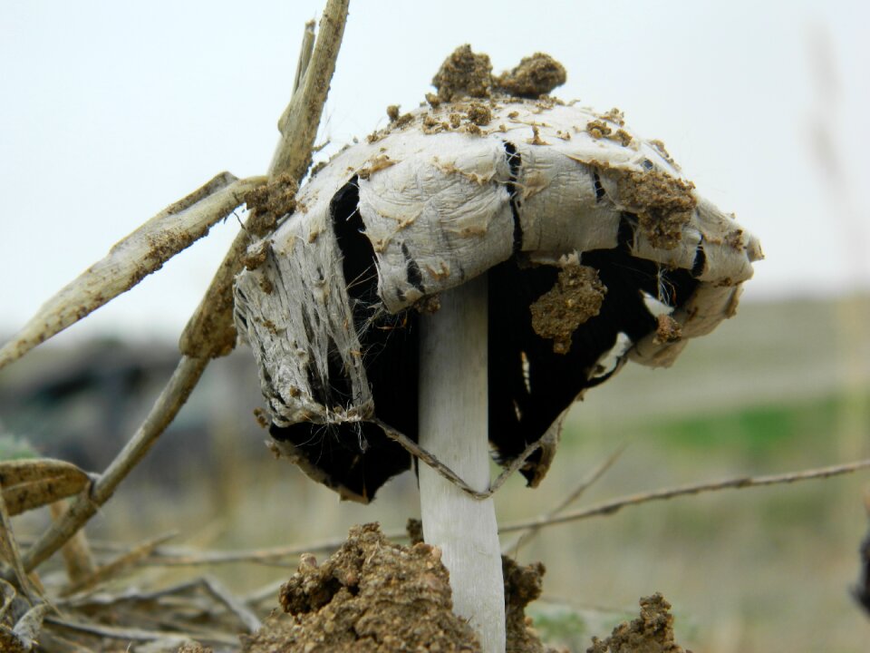 Outdoor mushroom food
