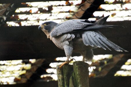 Animal feather falcon photo