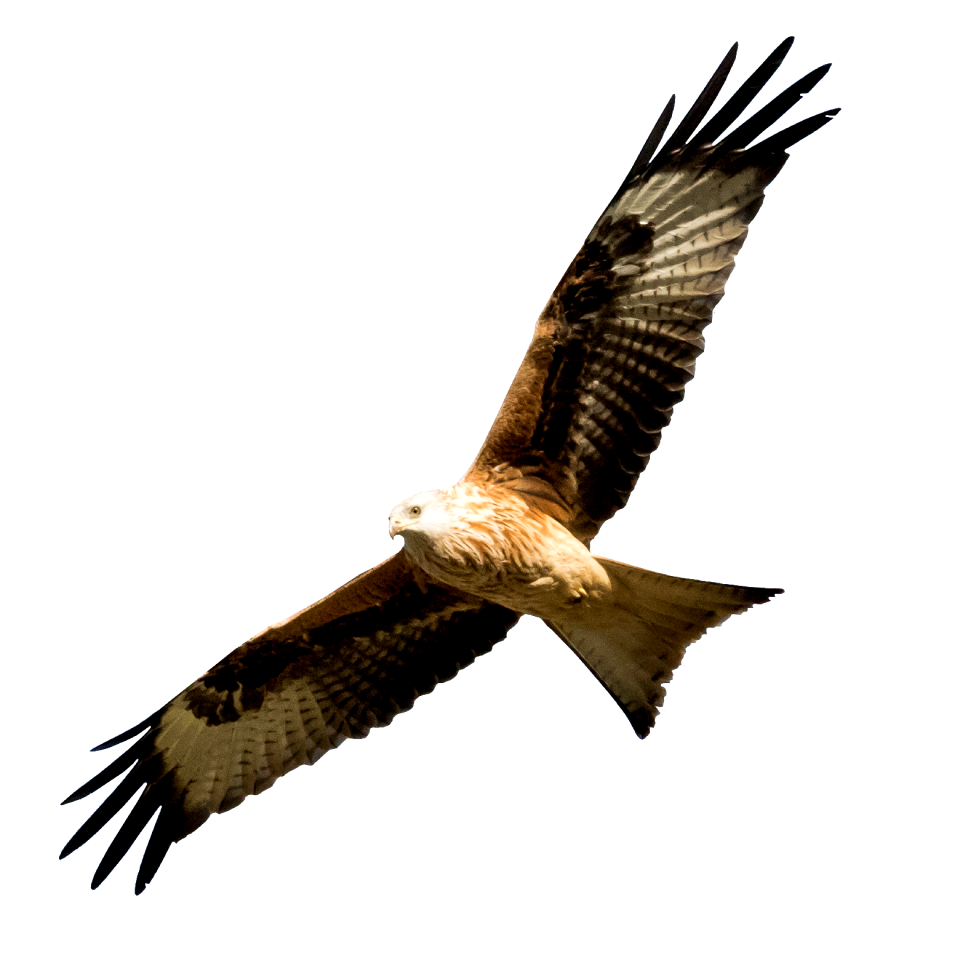 Milano real bird predator