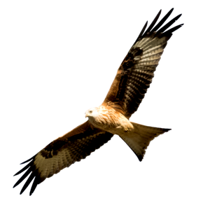 Milano real bird predator