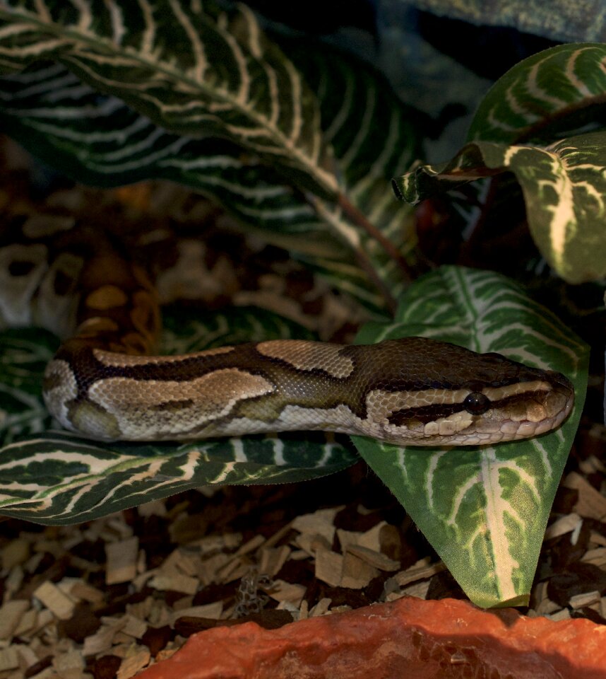 Animal world hidden snake