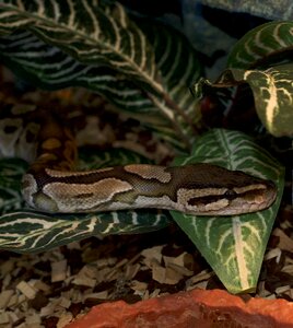 Animal world hidden snake