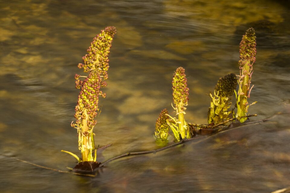 Flowers wild plant poisonous plant