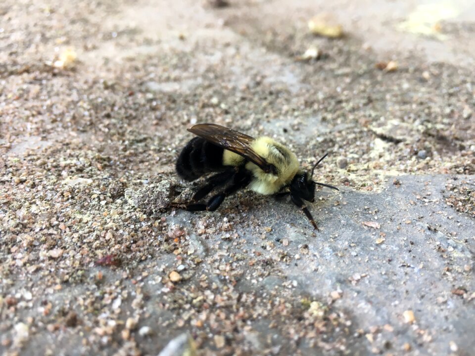 Wildlife environment bee