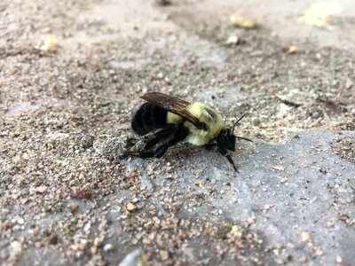 Wildlife environment bee
