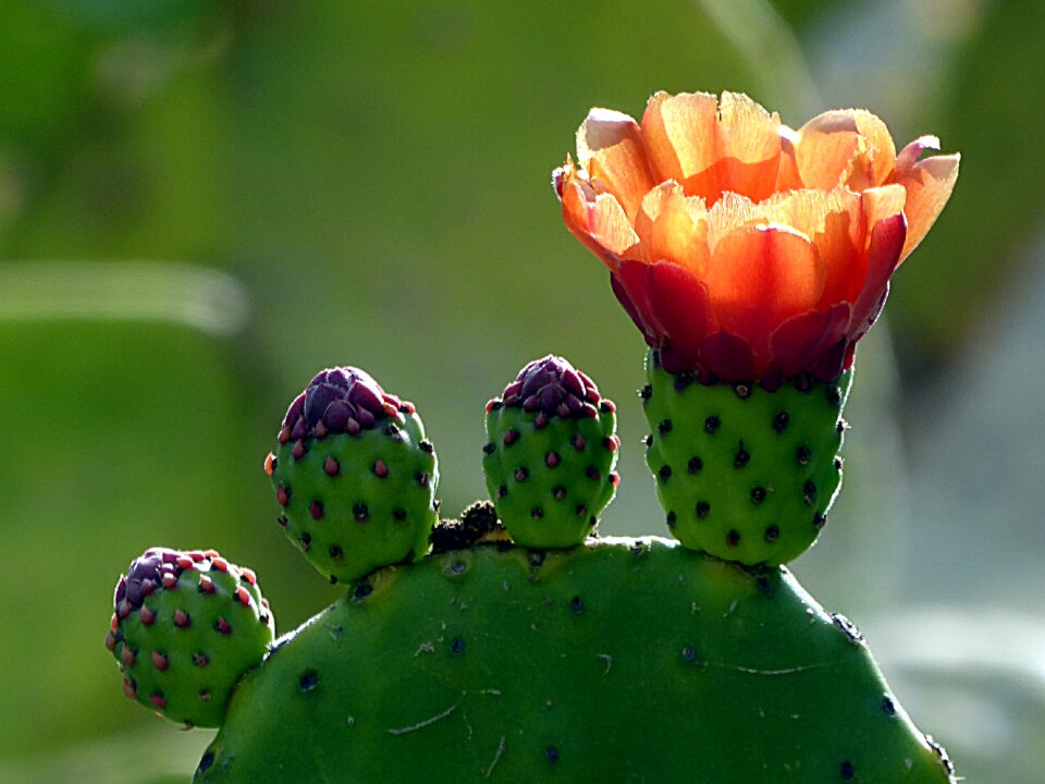 Plant opuntia orange