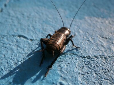 Nature insect cricket